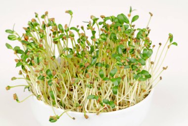 Beyaz kasede Çemen yeşili mikroçimler, beyazın üstünde ön manzara. Taze yapraklar, filizler, filizler ve geleneksel tıpta bitki, sebze ve bitki olarak kullanılan Trigonella foenum graecum pamukları yemeye hazır..