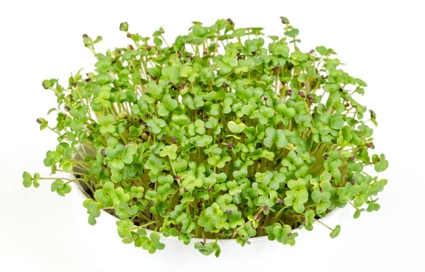Black Mustard Microgreens White Bowl Front View White Young Leaves — Stock Photo, Image