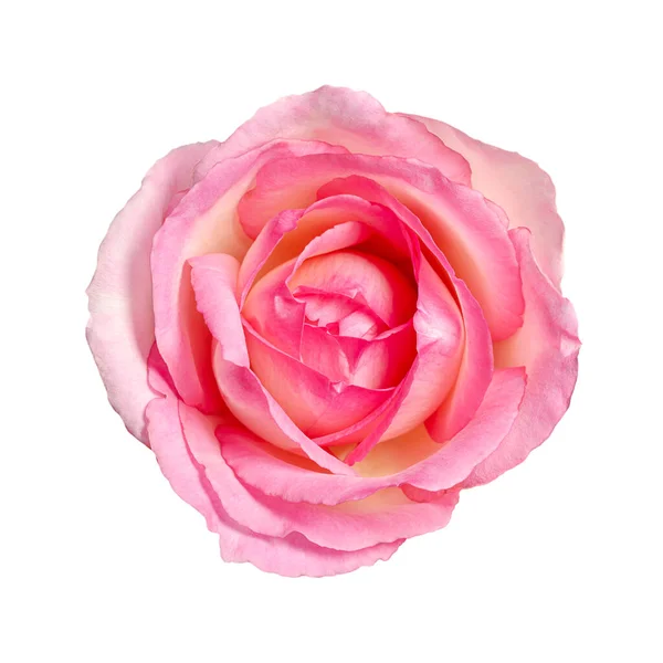 Rosenblüte Von Oben Isoliert Auf Weißem Hintergrund Leicht Rosafarbener Blütenkopf — Stockfoto