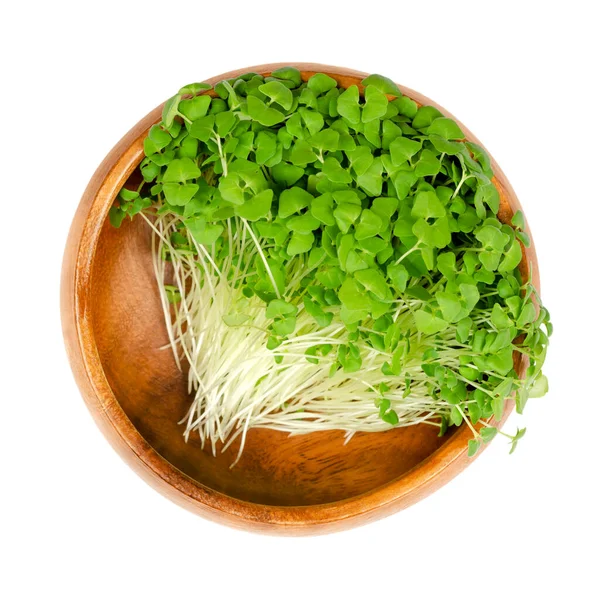 Chia Microgreens Dřevěné Míse Semena Zelené Výhonky Salvia Hispanica Kvetoucí — Stock fotografie