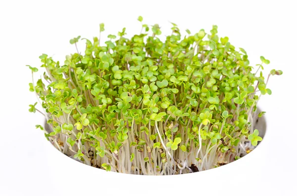 Witte Mosterdmicrogreens Witte Schaal Vooraanzicht Boven Wit Jonge Bladeren Scheuten — Stockfoto