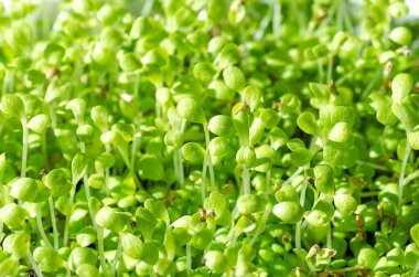 Yaygın hindiba mikroçim, yakın plan. Cotyledons of Cichorium Intybus, genç bitkiler, taze yeşil fideler ve filizler. Salata yaprakları, yaprak sebzeleri ya da çiftlik hayvanları için yem olarak yetiştirilir..