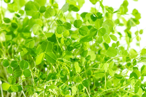 Red Clover Microgreens Bright Sunlight Front View Fresh Trifolium Pratense — Stock Photo, Image