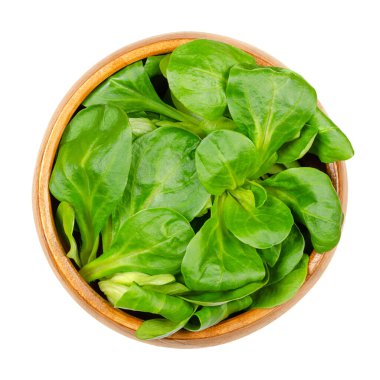 Tahta bir kasede taze kuzular marulu. Valerianella Locusta, yaygın olarak mısır salatası, fındık salatası ya da tarla salatası olarak da bilinir. Küçük rosetler gibi yetişir, fındıklı bir tadı vardır ve bir yaprak sebzesi gibi yenir..