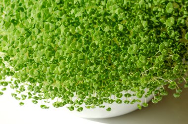 Chia mikroçim, yukarıdan beyaz bir kasede yetişiyor. Tohumlar, genç bitkiler ve yeşil filizlenen Salvia Hispanica, naneli bir bitki, Lamiaceae. Garnitür ve salata olarak kullanılır..