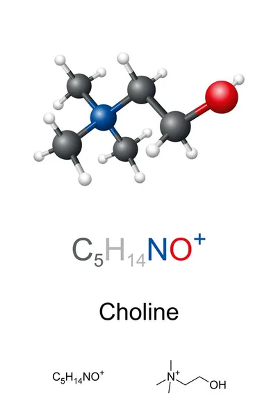 Choline Modèle Boule Bâton Formule Moléculaire Chimique Composé Organique Nutriment — Image vectorielle