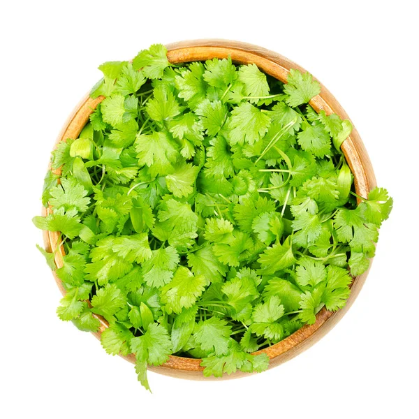 Cilantro Mikrogemüse Einer Holzschale Frische Und Verzehrfertige Grüne Triebe Von — Stockfoto