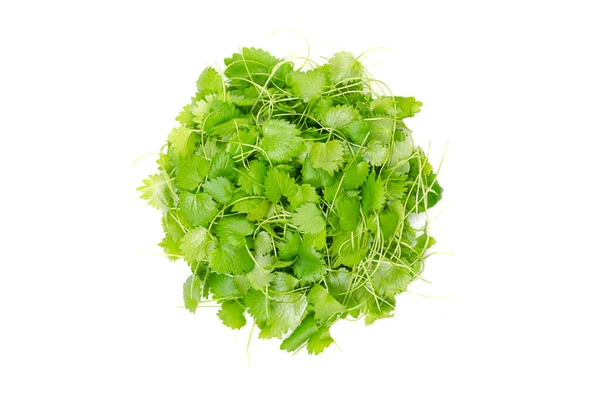 Anijs Microgreens Cirkel Van Boven Scheuten Van Pimpinella Anisum Ook — Stockfoto