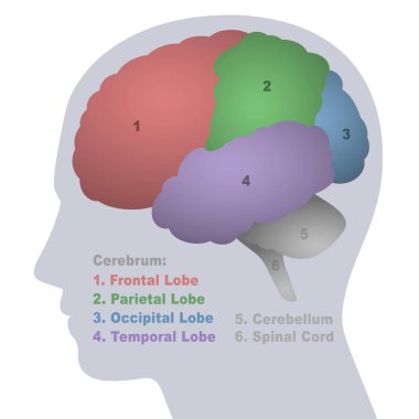 Beyin lobları, serebrumun anatomik bölgeleri, frontal, parietal, oksipital ve temporal lob, beyincik ve omurilik, renkli kısımları olan genç bir erkek başının profil görüntüsü. Vektör illüstrasyonu.