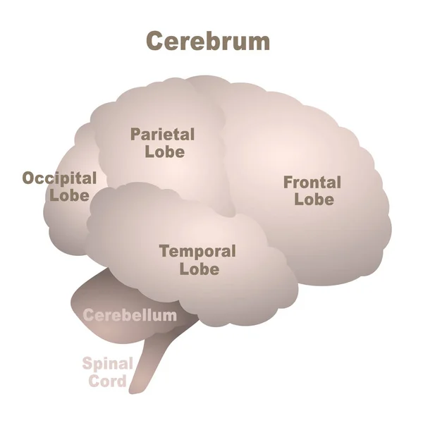 Mapa Dos Lobos Cerebrais Cérebro Com Lobo Frontal Parietal Occipital —  Vetores de Stock