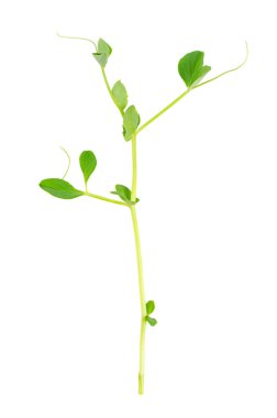 Bezelye filizi, beyaz arka planda, yukarıdan izole edilmiş. Taze, çiğ tohum ve Pisum sativum filizleri, garnitür ya da yaprak sebzesi olarak kullanılır. Yenilebilir, çiğ, organik ve vejetaryen. Makro yemek fotoğrafı..