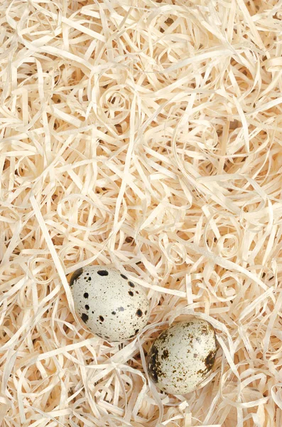 Pair Quail Eggs Nest Wood Wool Fresh Speckled Whole Eggs — Stock Photo, Image