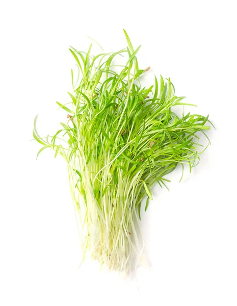 Купка Свіжої Морквяної Мікрозелені Готові Їжі Зелені Саджанці Пагони Молоді — стокове фото