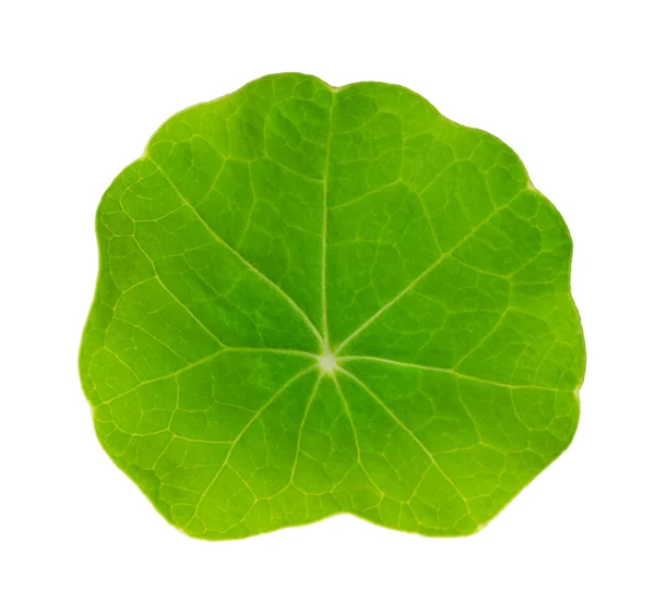 Petite Feuille Nasturtium Jardin Haut Isolée Sur Fond Blanc Feuille — Photo