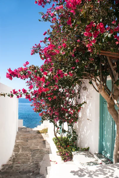 Traditional greek alley on Sifnos island, Greece — Stock Photo, Image