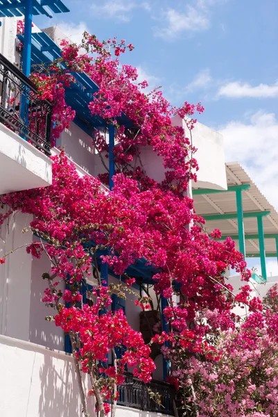 Traditional greek alley on Sifnos island, Greece — Stock Photo, Image