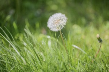 karahindiba blowball