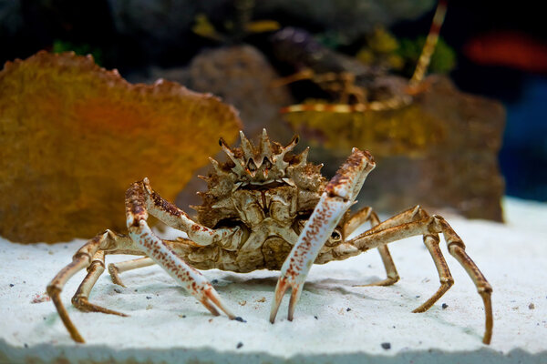 Огромный королевский краб Аляски стоит в аквариуме
