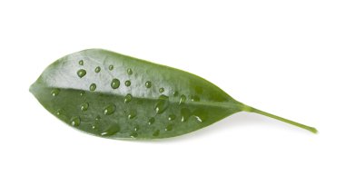 Beyaz arkaplanda taze yeşil yaprak