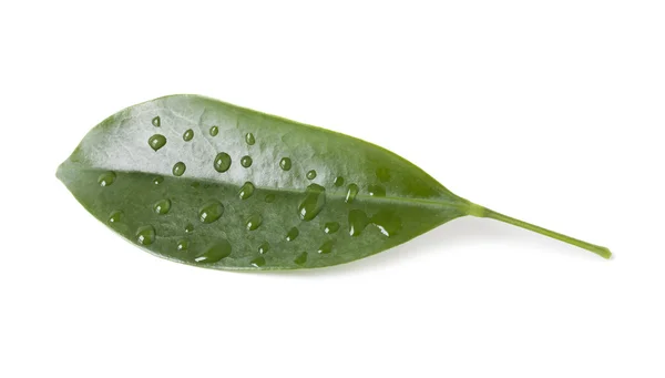 Hoja verde fresca sobre fondo blanco —  Fotos de Stock