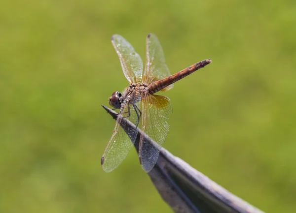 Dragão mosca macro — Fotografia de Stock