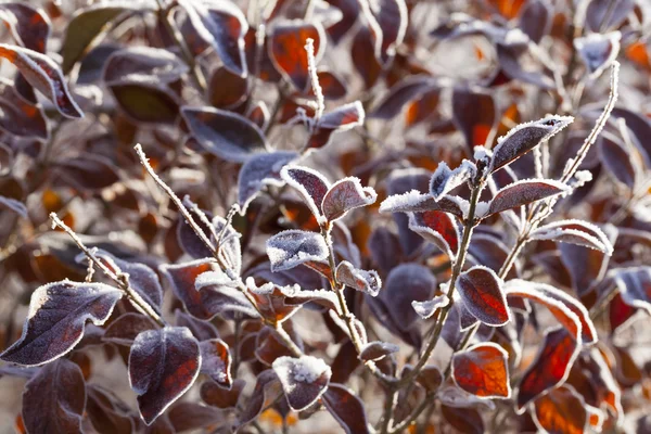 朝は冷凍の葉 — ストック写真