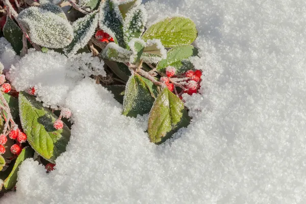 Fond de Noël avec espace de copie — Photo