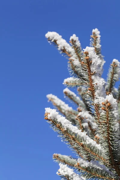 Snö på tall med kopia utrymme — Stockfoto