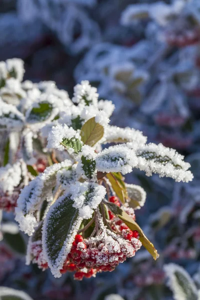 雪のナナカマドの果実 — ストック写真