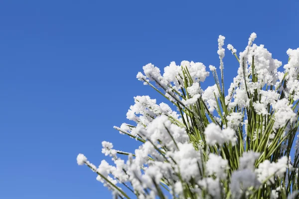 Снежная сосна в солнечный зимний день — стоковое фото