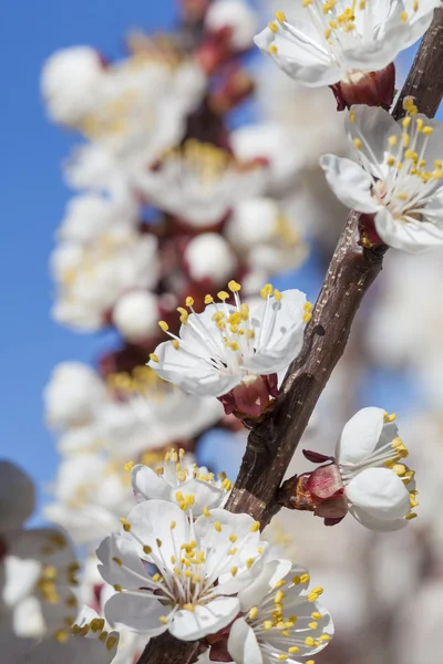 Våren blommar — Stockfoto