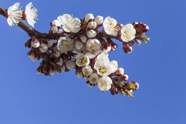 Spring blossoms — Stockfoto