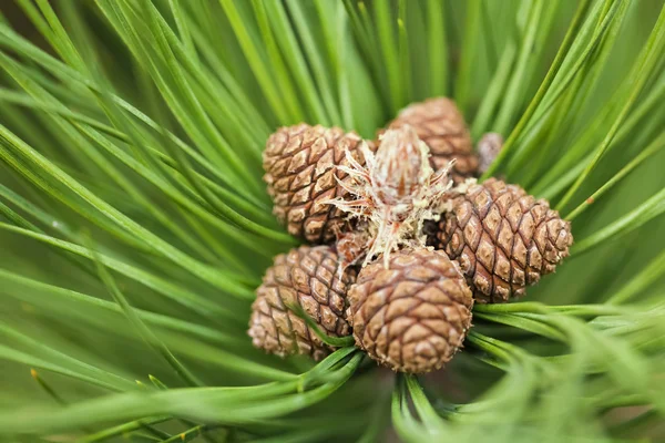 Lente dennenappels — Stockfoto