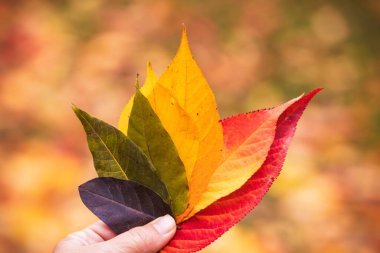 Bulanık arka planda rengarenk sonbahar yapraklarıyla el ele tutuşmak. Sonbahar mevsimi konsepti renkleri.