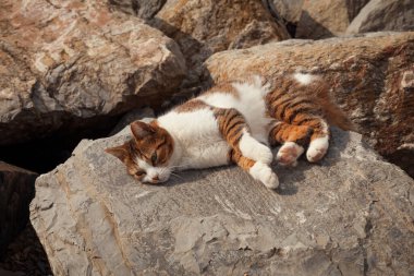 Deniz kenarındaki kayalıklarda uzanmış güneşlenen güzel sokak kedisi. Çok renkli sevimli evcil kedi mutlu bir şekilde dinleniyor.. 
