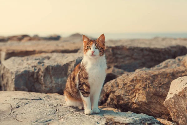 美しい野良猫が海のそばの岩の上に立っている 多色の愛らしい家庭用子猫がカメラを目指しています レトロなヴィンテージのInstagram効果でトーン — ストック写真