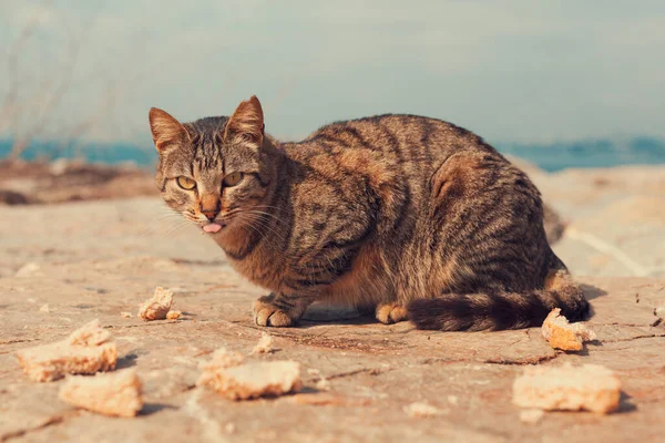 空腹の舌を岩の上に海で立っていると古いパンを食べて猫を放棄した カメラを見ている愛らしいタビー猫 レトロなヴィンテージのInstagram効果でトーン — ストック写真