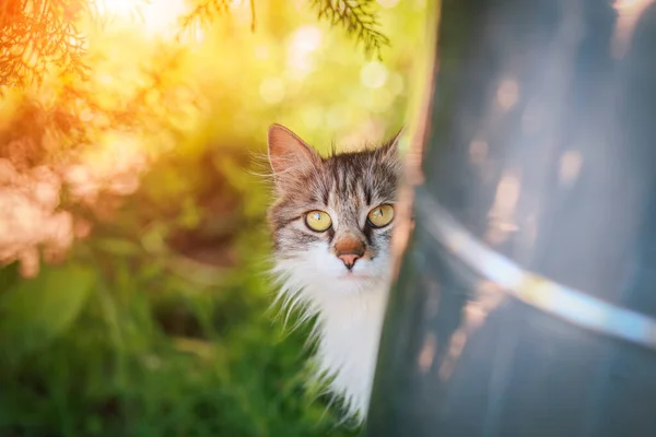 美しいタビー猫隠れと不思議なカメラを見て 庭の愛らしい子猫 目を中心に — ストック写真