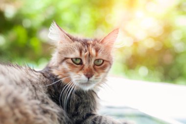 Güzel tekir kedi yerde duruyor ve merakla kameraya bakıyor. Bahçedeki sevimli kedi yavrusu..