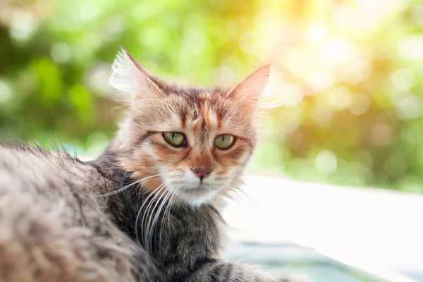 美しいタビー猫の地面に立って 不思議なカメラを見て 庭の愛らしい子猫 — ストック写真