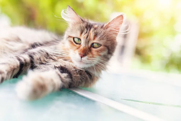 美しいタビー猫の地面に立って 不思議なカメラを見て 庭の愛らしい子猫 目を中心に — ストック写真