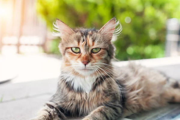 美しいタビー猫の地面に立って 不思議なカメラを見て 庭の愛らしい子猫 — ストック写真