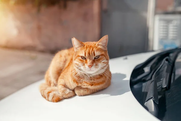 不思議な赤い猫のカメラを見て 太陽の下で車のフードに暖かくなっています 冬は野良猫が通りを暖める — ストック写真