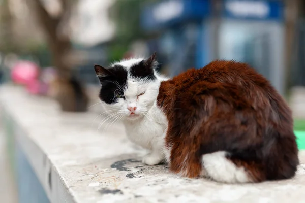多色の愛らしい野良猫が冬に通りの壁に立っています — ストック写真