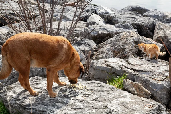 Poor hungry abandoned stray dog eating leftovers of spaghetti and rice. A red cat observing him on the rocks by the seaside in Istanbul.