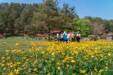 İnsanlar güzel bir bahar gününün keyfini çıkarıyor ve Golcuk Doğa Parkı 'nda sarı çiçeklerle dolu bir çayırda piknik yapıyorlar. Önplana odaklan.