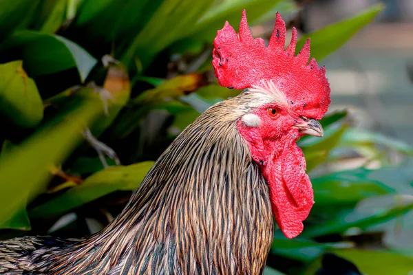一只美丽的五彩斑斓的公鸡 在植物前梳着红色的梳子 它的侧面尽收眼底尽收眼底 多彩的公鸡肖像画 头漂亮 大蒜公鸡 普通公鸡 谷仓公鸡 — 图库照片