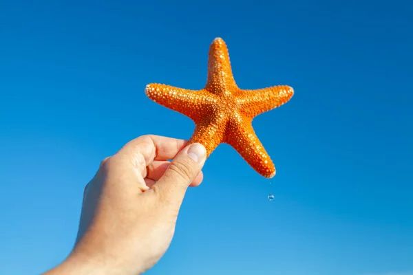 Male Hand Holding Big Orange Wet Starfish Front Blue Sky — Stockfoto