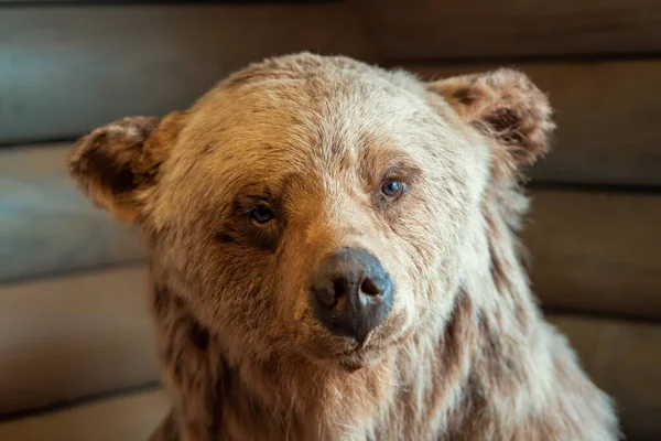 这张特写照片是一只毛茸茸的棕色灰熊抬头看着相机 野生动物概念的纳税人 — 图库照片