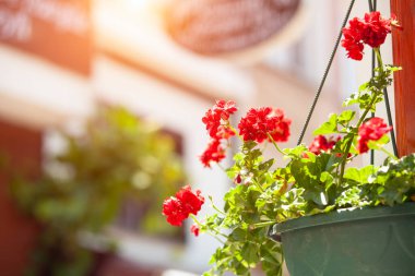 Güzel kırmızı sardunya ya ya da sardunya çiçeği yazın duvarda asılı duran bir tencerede. Doğal sokak dekorasyonu kavramı. 